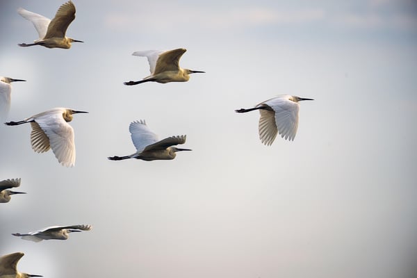 Flock of birds in flight with a leader flying ahead